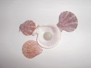 Фото морских ракушек на белом фоне